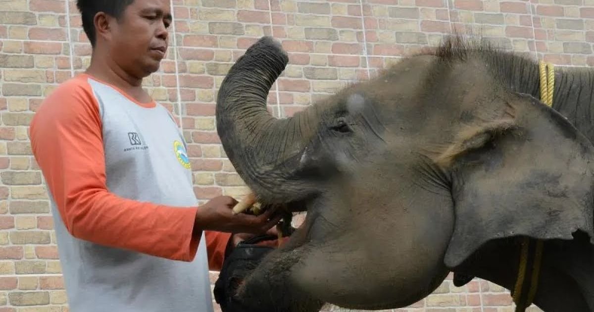 Kades Braja Asri Lampung Timur Tewas Diinjak Gajah