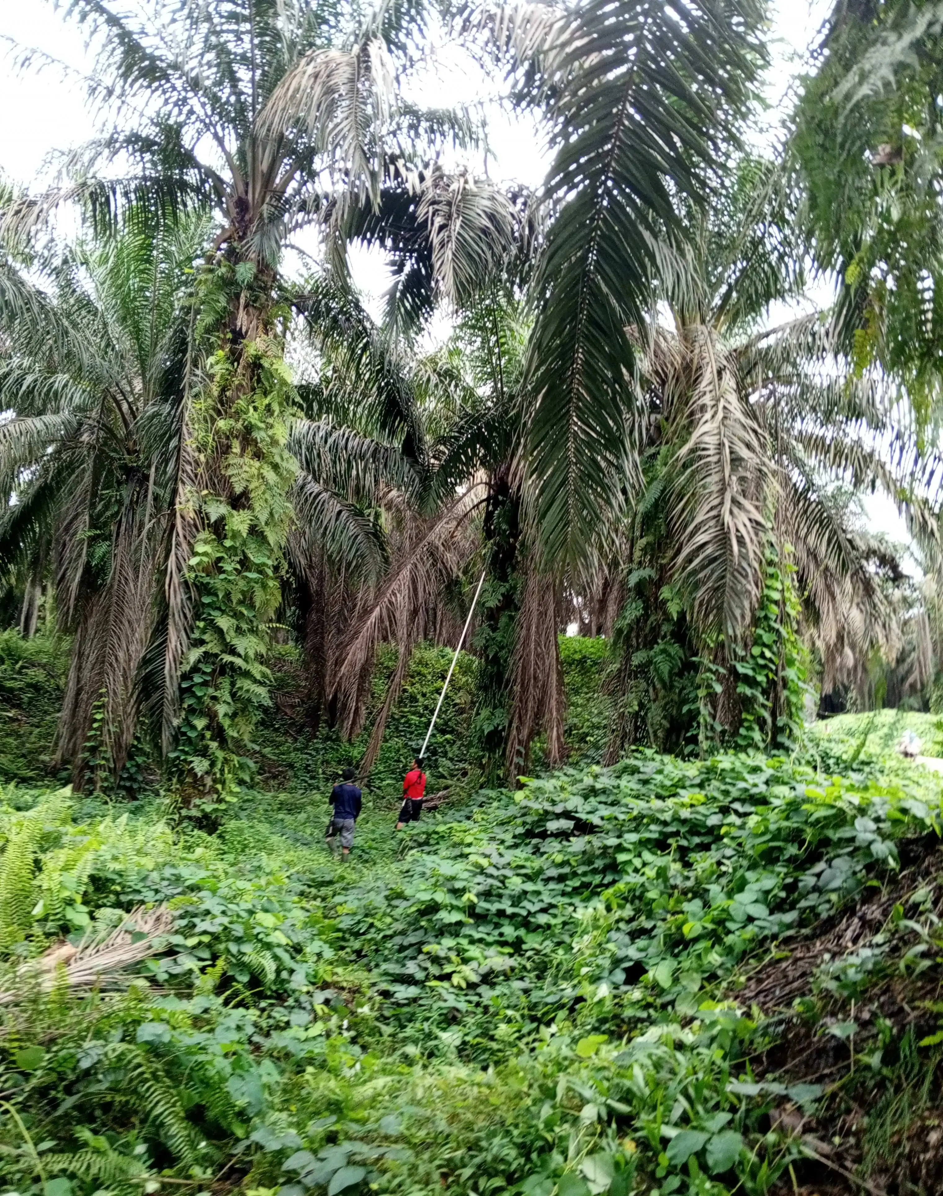 Harapan Masyarakat PT TBS Menetap di Riau, Proses Lelang Bermasalah