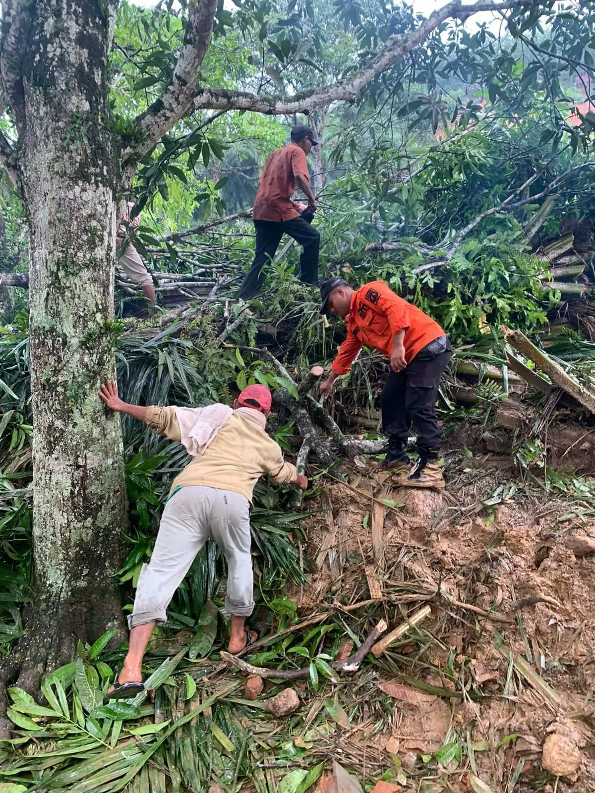 Longsor Akibat Hujan Deras di Padang Lawas, 4 Meninggal